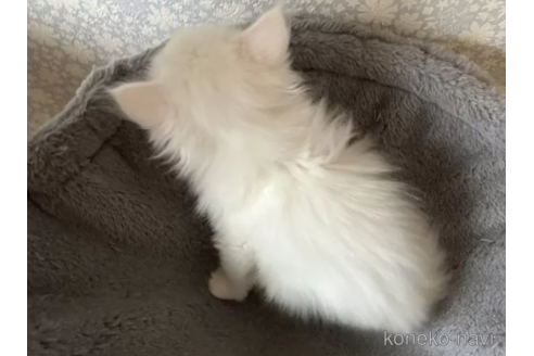 成約済の岡山県のミヌエット-77790の2枚目